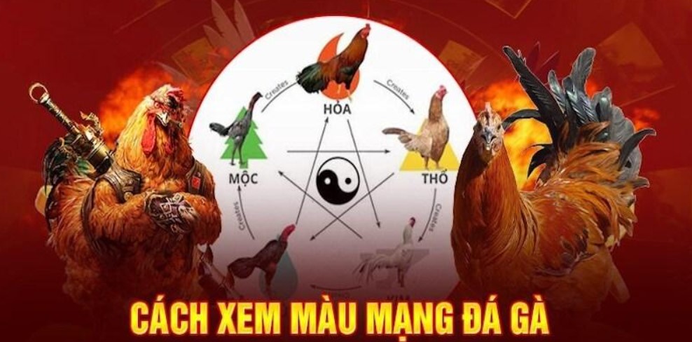 Màu Mạng Gà Đá