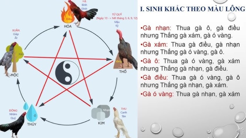 Tìm hiểu cách xem Màu Mạng Gà Đá là gì?